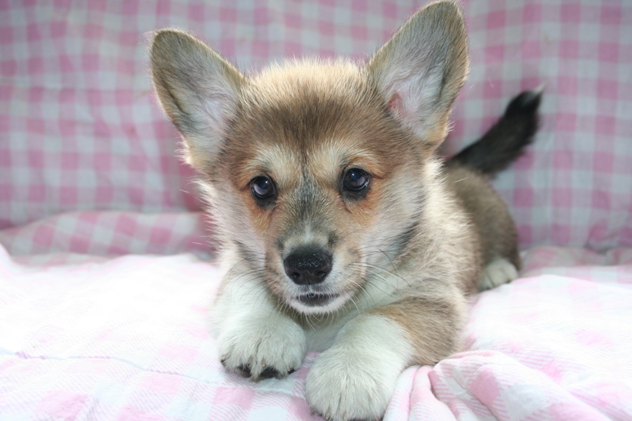 Puppies